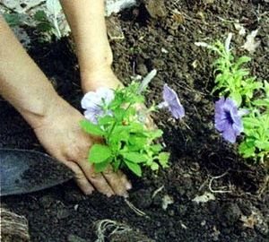 Як зробити красиву клумбу з багаторічників: ідеї, підбір кольорів, покрокова інструкція, схеми та фото