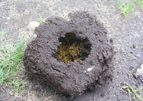 Комаха капустянка: фото та опис