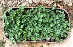 Вирощування кавунів: інструкція від вибору сорту до збирання врожаю