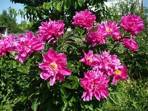 Які багаторічні квіти садять під зиму: правила посадки, особливості вибору та рекомендований догляд