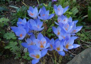 Багаторічники, квітучі восени: різновиди, особливості догляду, фото з назвами і відео