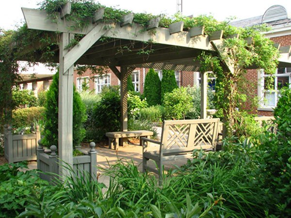 Вюни багаторічники — фото та назви витких рослин для саду