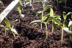 Порядок дій при посадці перцю на розсаду в домашніх умовах: практичний посібник і докладний відео