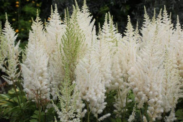 Декоративна садова рослина астильба: популярні сорти з фото та описом