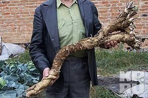 Вирощування хрону на дачі: поради по посадці та догляду, розведення секрети