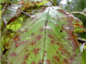 Чому не плодоносить вишня: можливі хвороби, захист та способи боротьби