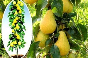 Груша колоновидна: характеристики плодів найпоширеніших сортів