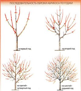 Обрізка абрикоса навесні — схема і відео для початківців
