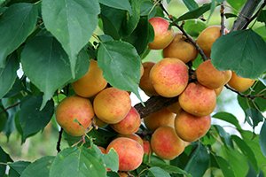 Сорти абрикоса Ананасний, Мелітопольський ранній і пізній, Королівський