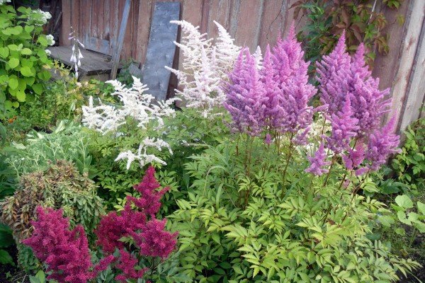 Астильба в ландшафтному дизайні саду — багатоликий чагарник для оформлення квітника