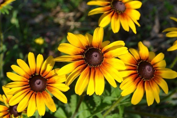 Як посадити на дачі довгоквітучі квіти багаторічники: види рослин, особливості підбору та догляду, фото і відео