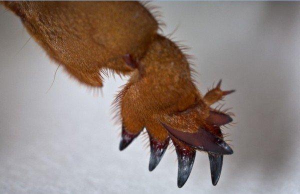 Комаха капустянка: фото та опис