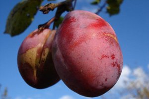 Зливу для Підмосковя: вибір кращого сорту і рекомендації по догляду