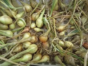 Дивовижний овоч цибуля шалот — правила догляду та вирощування