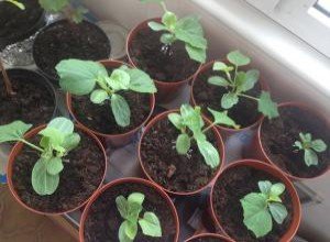 Щеплення дині на гарбуз: ефективні методи, техніка їх проведення та результат