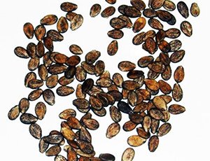 Як виростити кавун в домашніх умовах: правила висаджування і догляд за рослиною