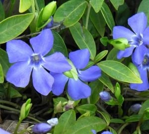 Грунтопокривні багаторічні садові квіти: фото та назви рослин, поради по догляду