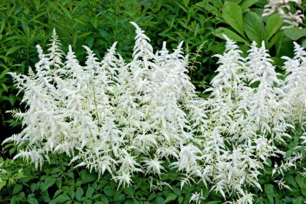 Декоративна садова рослина астильба: популярні сорти з фото та описом