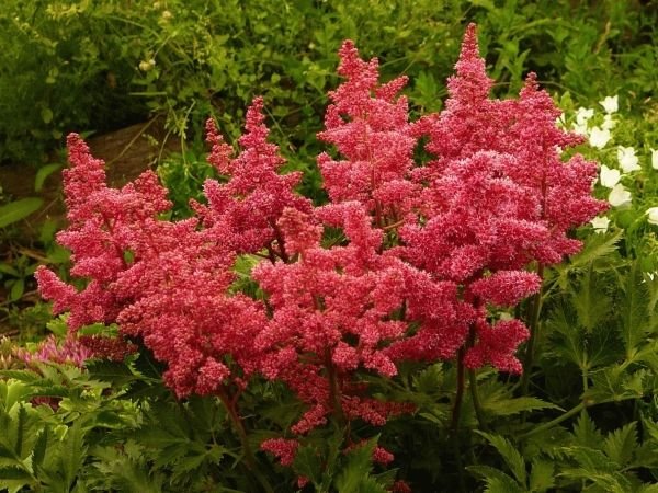 Тіньолюбні садові квіти багаторічники: фото та назви рослин, поради по догляду