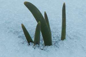 Дивовижний овоч цибуля шалот — правила догляду та вирощування