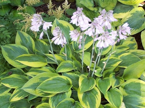 Тіньолюбні садові квіти багаторічники: фото та назви рослин, поради по догляду