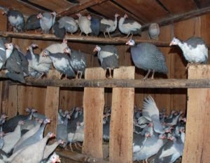 Зміст качок взимку в домашніх умовах: як зберегти відмінну яйценосність і продуктивність птахів в холодну пору року