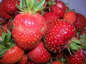 33 популярні сорти суниці: докладний опис і барвисті фото