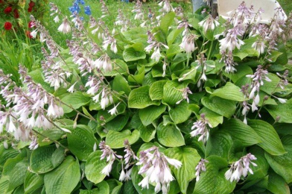 Як посадити на дачі довгоквітучі квіти багаторічники: види рослин, особливості підбору та догляду, фото і відео