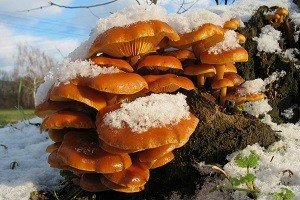 Зимові опеньки: відмітні особливості і місця зростання Зимові опеньки: відмітні особливості і місця зростання