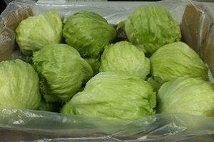 Салат Айсберг — особливості вирощування та догляду