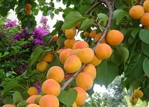 Сорти абрикоса Червонощокий і Син Краснощок — одні з найбільш популярних сортів серед садівників