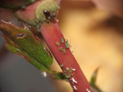 Попелиця – характеристика та цікаві факти