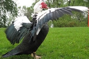 Индоутки — розведення зміст догляд в домашніх умовах