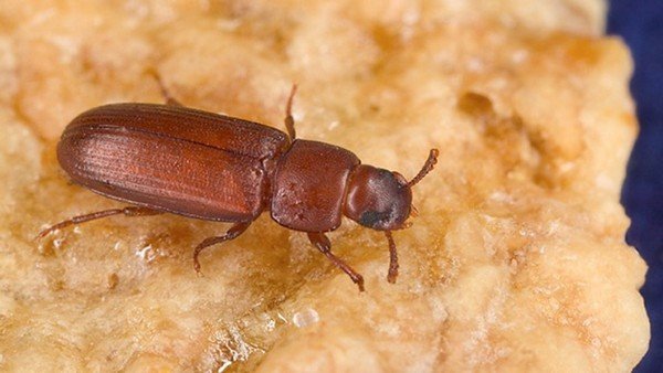 Борошняний хрущак – шкода, боротьба і профілактика