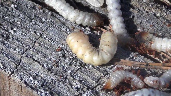 Жук шашіль – виявляємо і знищуємо