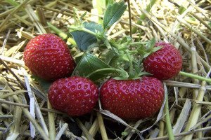 Як вирощувати полуниці в теплиці круглий рік: вибір сорту, особливості посадки і догляду, фото і відео