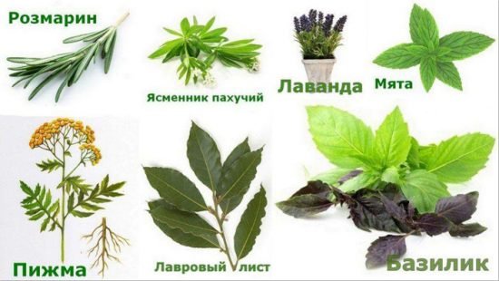 Як найпростіше позбутися від мух і опаришів в выгребном туалеті на дачі