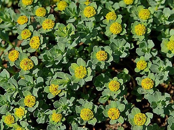 Грунтопокривні багаторічні садові квіти: фото та назви рослин, поради по догляду