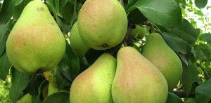 Особливості осінніх сортів смачних груш: Рогнеда, Москвичка, Казкова