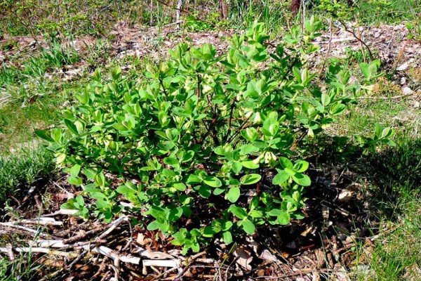 Жимолость Блакитне Веретено — їстівний сорт з високою врожайністю