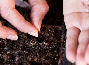 Вирощування астильби на ділянці: підготовка насіння і садіння у відкритий грунт