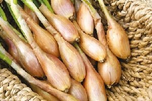 Дивовижний овоч цибуля шалот — правила догляду та вирощування