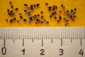 Унікальний щавель — його властивості і способи застосування