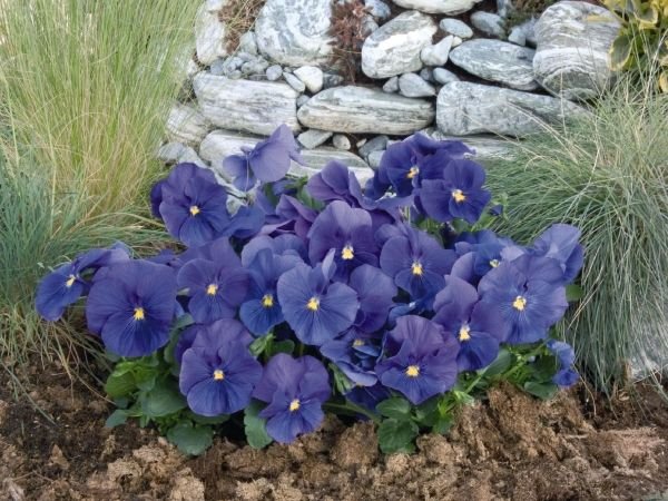 Тіньолюбні садові квіти багаторічники: фото та назви рослин, поради по догляду