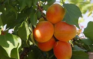 Різнокольорові троянди: сорти з незвичайною забарвленням