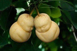 Знаменита китайська груша: користь і шкода, огляд калорійності і особливостей вживання