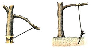 Чому не плодоносить абрикос — що робити