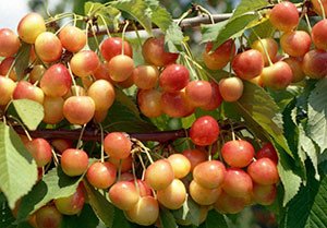 Черешня Саміт, Мінчанка і Карина — опис сортів