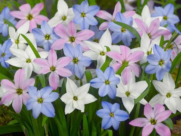 Цибулинні багаторічні садові квіти — фото та назви рослин