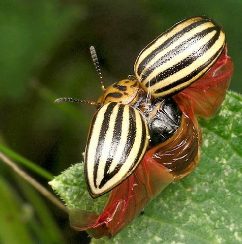 Колорадський жук   цікаві факти